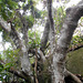 DSCN1397 - figueira-mata-pau ou muirapinima Coussapoa microcarpa, Urticaceae
