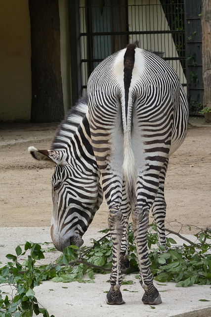 Grevyzebra im Zoo Frankfurt/ Main