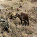 Khumbu, Himalayan Tahr