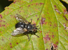 Fly IMG_7729