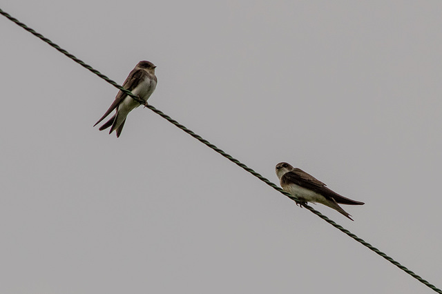 Sand Martins