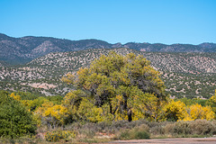 New Mexico landscape49