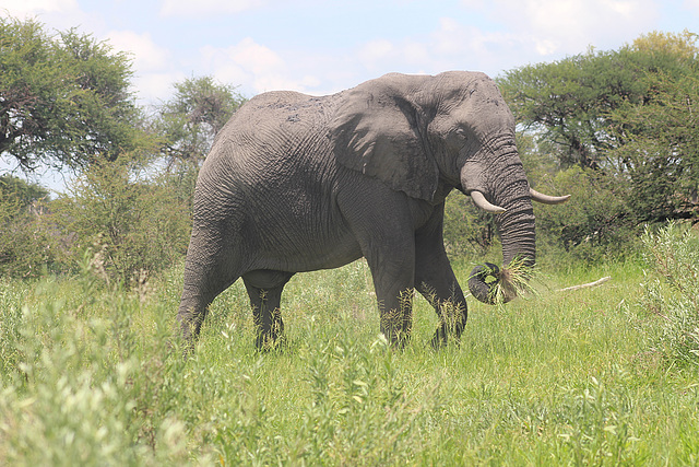 Grazing Elephant in Moremi