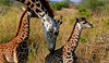 Girafe's family