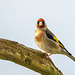 Goldfinch