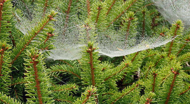 Tanne  Herbstlich dekoriert