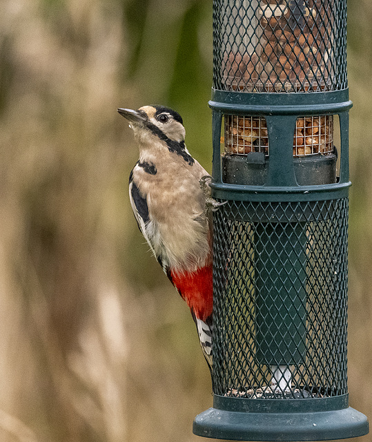 Great spotted woodpecker