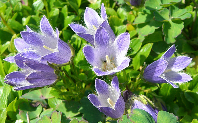 Campanula zoysii