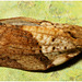 EF7A3573 Apple Tree Moth Stack