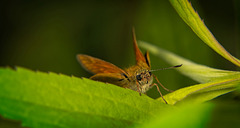 Der Rostfarbige Dickkopffalter (Ochlodes sylvanus) war ganz neugierig :))  The Rust-colored Skipper (Ochlodes sylvanus) was very curious :))  L'hespérie rouille (Ochlodes sylvanus) était très curieuse :))