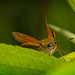 Der Rostfarbige Dickkopffalter (Ochlodes sylvanus) war ganz neugierig :))  The Rust-colored Skipper (Ochlodes sylvanus) was very curious :))  L'hespérie rouille (Ochlodes sylvanus) était très curieuse :))