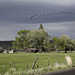 Ibis in Flight