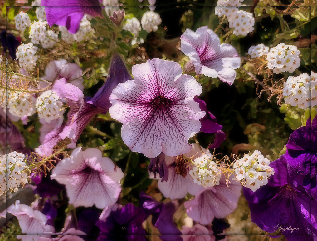 Pétunia........... Bon jeudi mes ami(e)s❤️