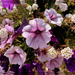 Pétunia........... Bon jeudi mes ami(e)s❤️