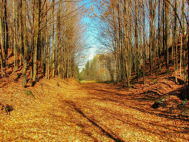 Cyclisme d'automne