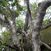 DSCN1398 - figueira-mata-pau ou muirapinima Coussapoa microcarpa, Urticaceae