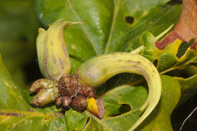 Galls on oak IMG_7728