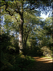 path through the trees
