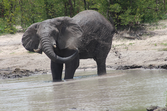 Bathing Elephant in Moremi