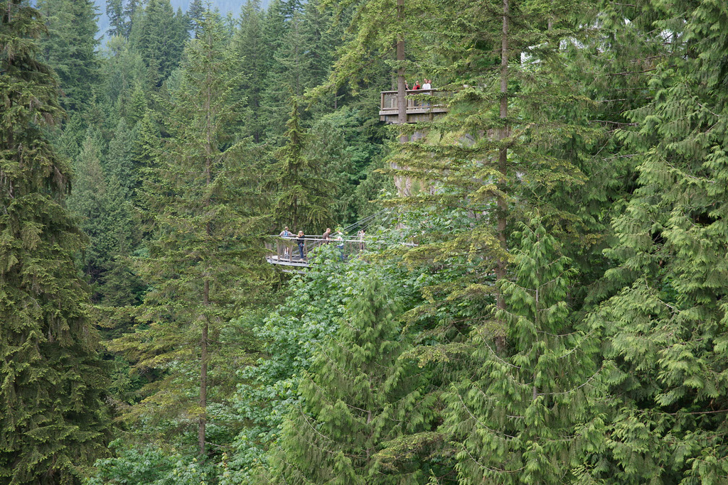 Capilano Cliff Walk