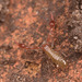 PseudoscorpionIMG 5013