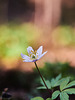 Anemone Nemorosa