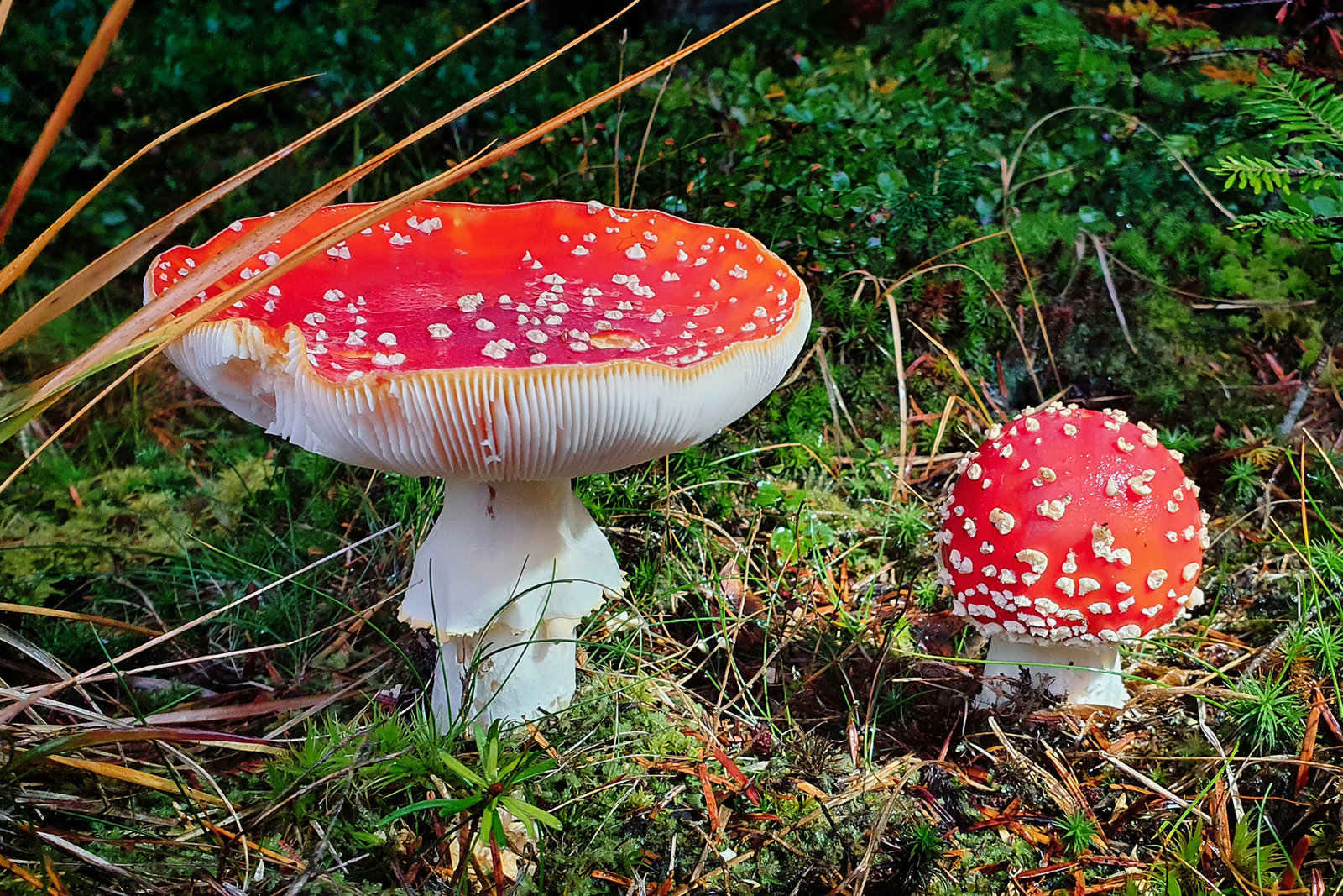 Autumn in Austria