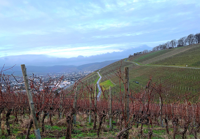 Weinberge im Februar