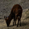 20240825_Aschersleben Tierpark (Nikon D800+Nikon D2x)