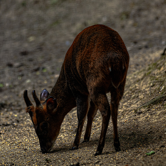 20240825_Aschersleben Tierpark (Nikon D800+Nikon D2x)