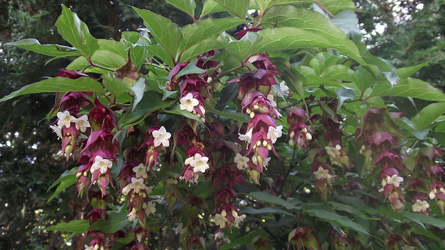 Leycesteria Formosa - Himalayan Honeysuckle