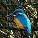 turquoise - blue - orange: Kingsfisher / Eisvogel