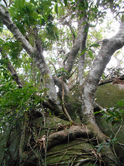 DSCN1399 - figueira-mata-pau ou muirapinima Coussapoa microcarpa, Urticaceae