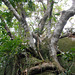 DSCN1399 - figueira-mata-pau ou muirapinima Coussapoa microcarpa, Urticaceae