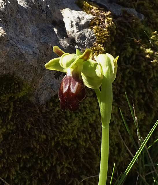 ...agréable week-end à vous tous ,avec une orchidée sauvage....