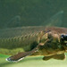 Acipenser sturio; Aquarium Helgoland