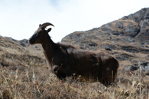 Khumbu, Himalayan Tahr