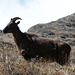 Khumbu, Himalayan Tahr