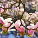 Im Kaisergärtchen blühen die Magnolien - The magnolias are blooming again