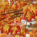 Red maple