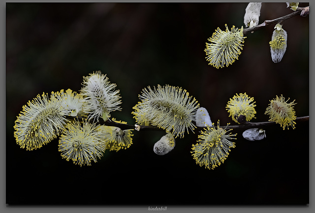 Willow Catkin   /   March 2019