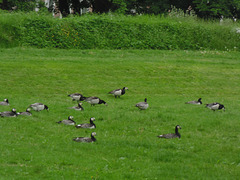 Gänse auf Festung Akershus