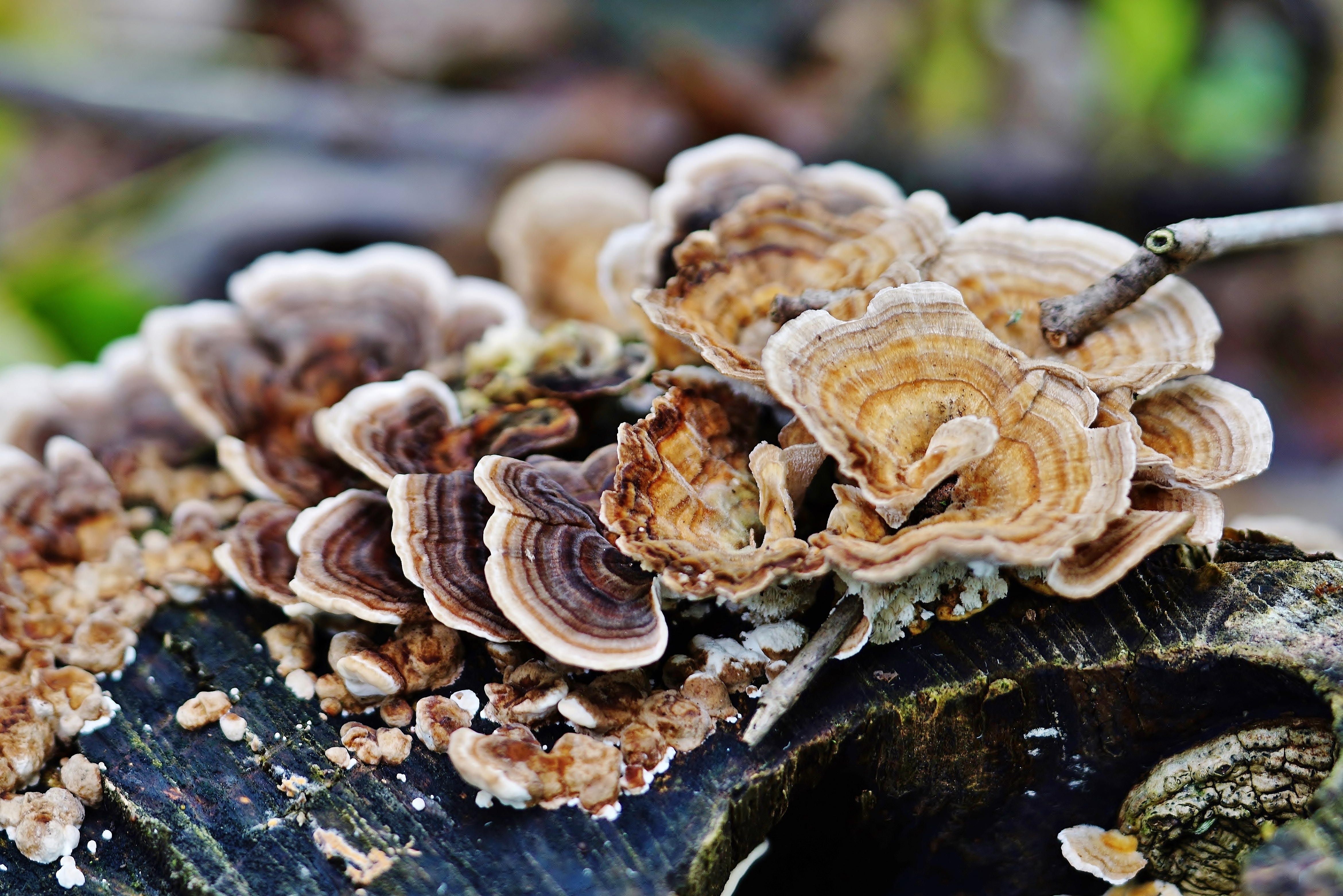 Schmetterlingstramete - Trametes versicolor