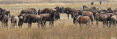 Groupe de gnous dans la savane