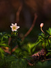 Anemone Nemorosa 2