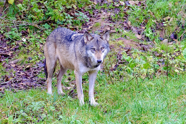 Wildpark Silz - Wolf