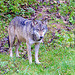 Wildpark Silz - Wolf