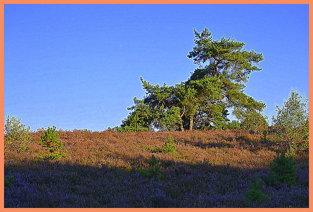 Purple splendor