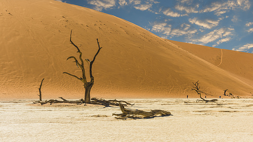 Arbre du désert