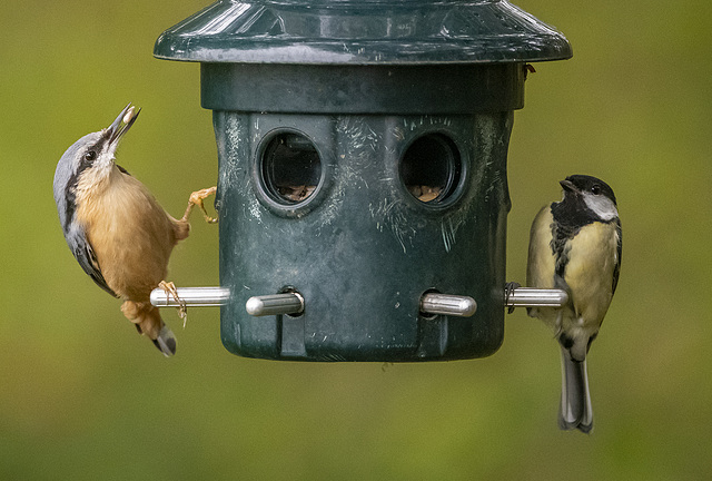 Nuthatch and great tit